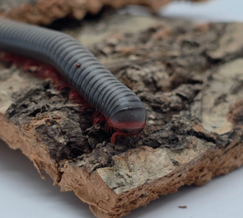 Ȯ�� �̹���