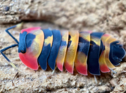 Ȯ�� �̹���