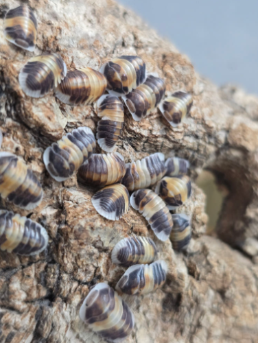 Ȯ�� �̹���