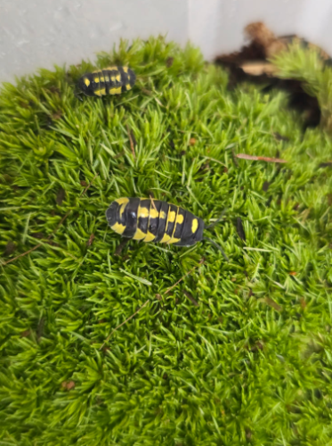 Ȯ�� �̹���