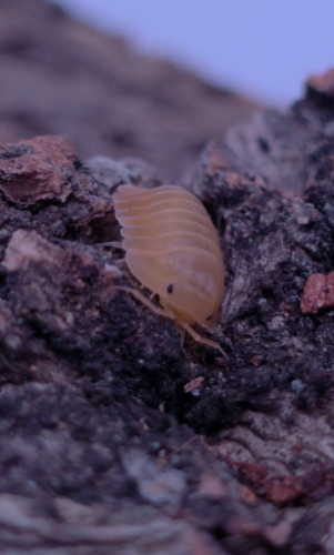 Ȯ�� �̹���