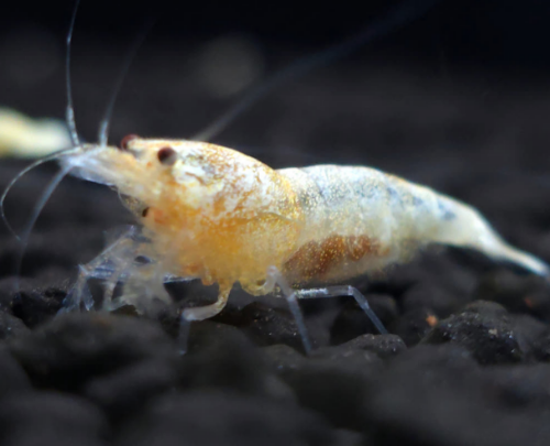 Ȯ�� �̹���