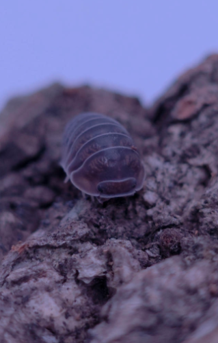 Ȯ�� �̹���