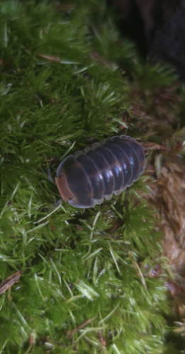 Ȯ�� �̹���