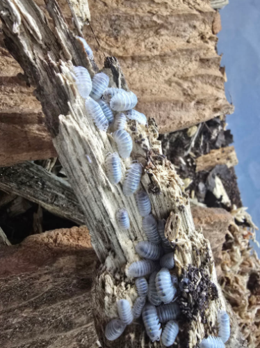 Ȯ�� �̹���