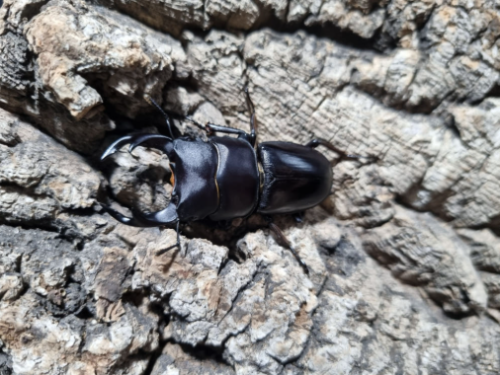 Ȯ�� �̹���