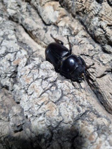 Ȯ�� �̹���