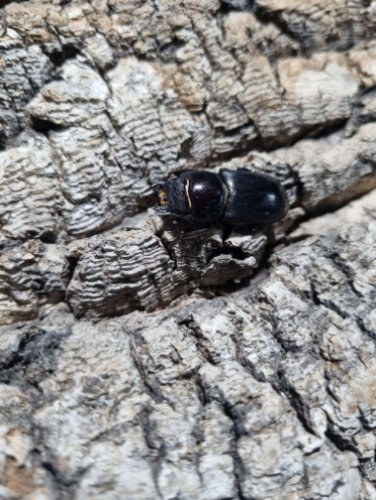 Ȯ�� �̹���