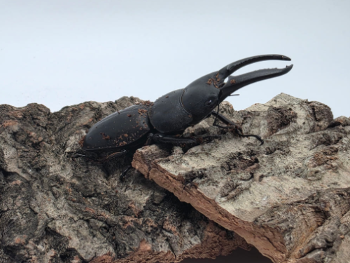 Ȯ�� �̹���