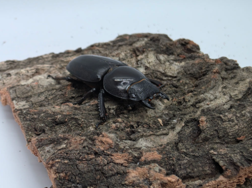 Ȯ�� �̹���