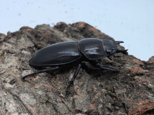 Ȯ�� �̹���