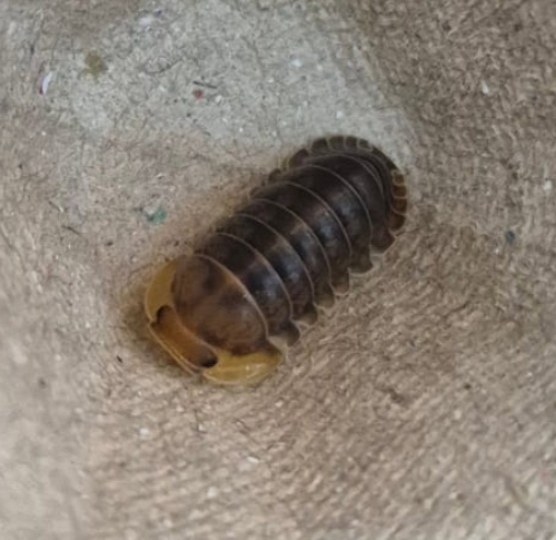 Ȯ�� �̹���