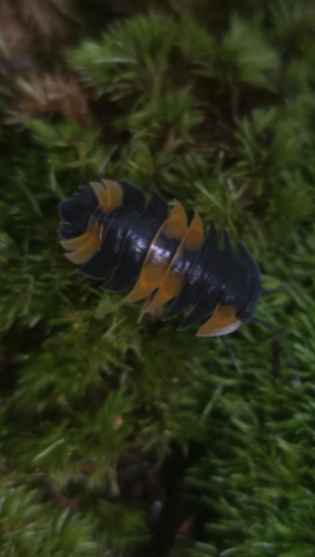 Ȯ�� �̹���