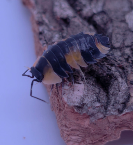 Ȯ�� �̹���