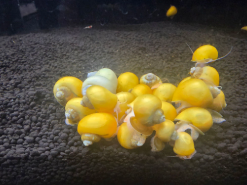 Ȯ�� �̹���