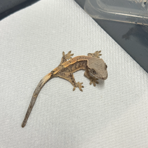 Ȯ�� �̹���