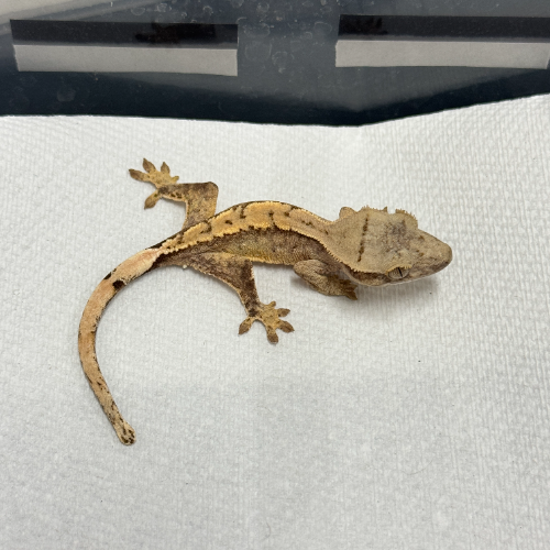 Ȯ�� �̹���