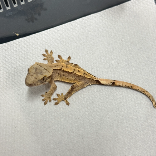 Ȯ�� �̹���