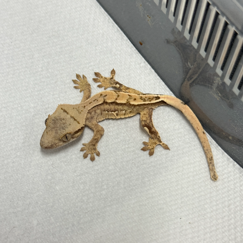 Ȯ�� �̹���