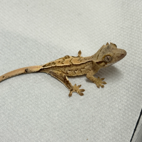 Ȯ�� �̹���