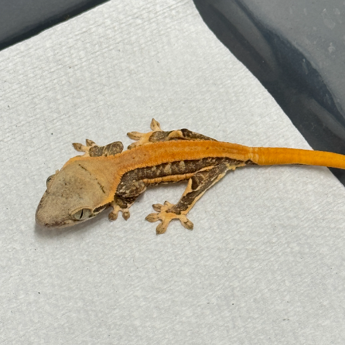 Ȯ�� �̹���