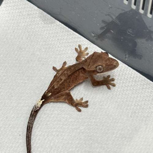 Ȯ�� �̹���