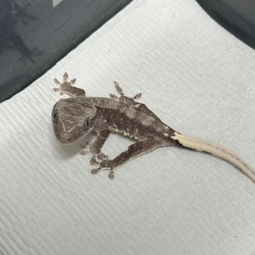 Ȯ�� �̹���