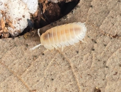 Ȯ�� �̹���