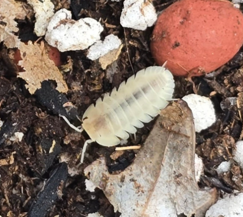 Ȯ�� �̹���