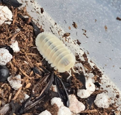 Ȯ�� �̹���