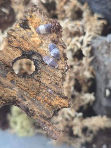 Ȯ�� �̹���