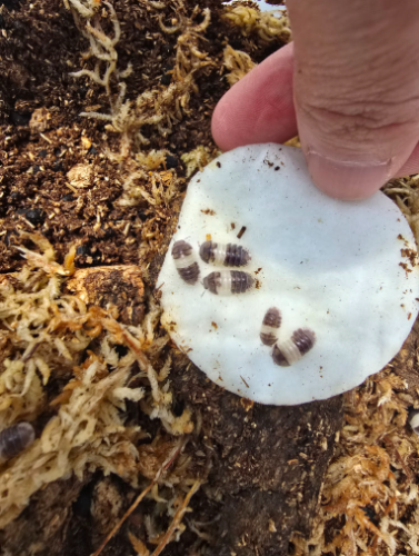 Ȯ�� �̹���