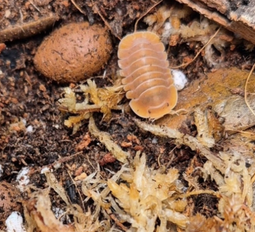 Ȯ�� �̹���