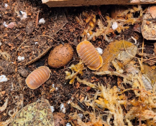 Ȯ�� �̹���