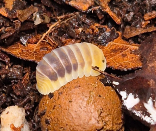 Ȯ�� �̹���