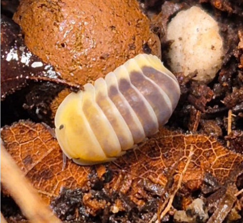 Ȯ�� �̹���