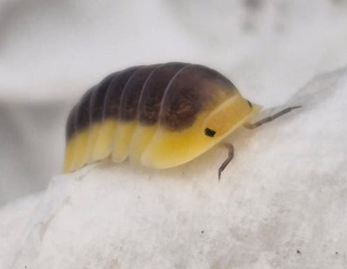 Ȯ�� �̹���