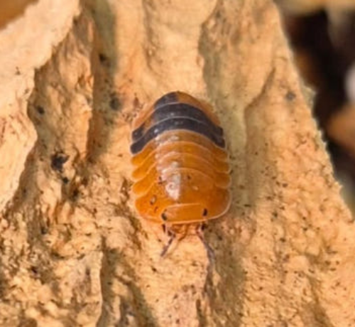 Ȯ�� �̹���