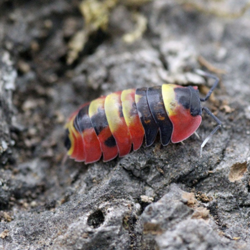 Ȯ�� �̹���