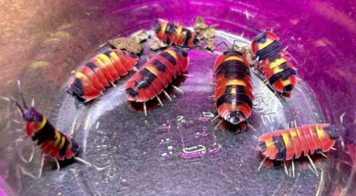 Ȯ�� �̹���