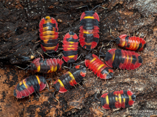 Ȯ�� �̹���