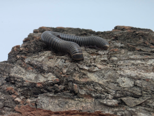 Ȯ�� �̹���