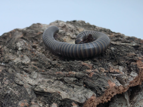 Ȯ�� �̹���