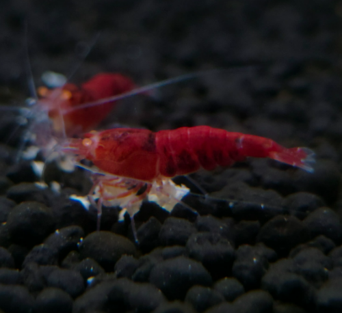 Ȯ�� �̹���