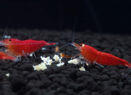 Ȯ�� �̹���