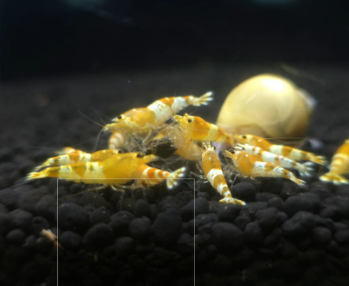 Ȯ�� �̹���