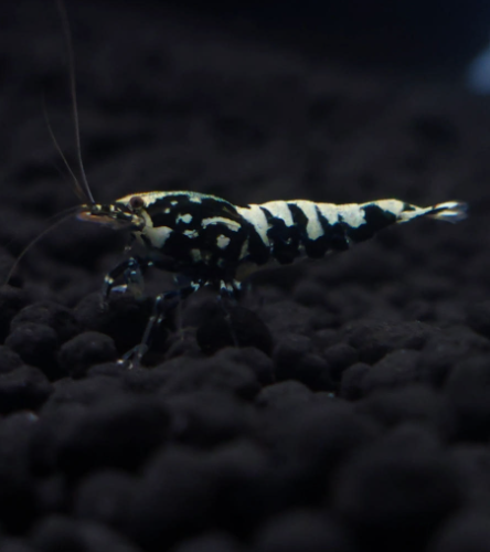 Ȯ�� �̹���