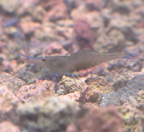 Ȯ�� �̹���