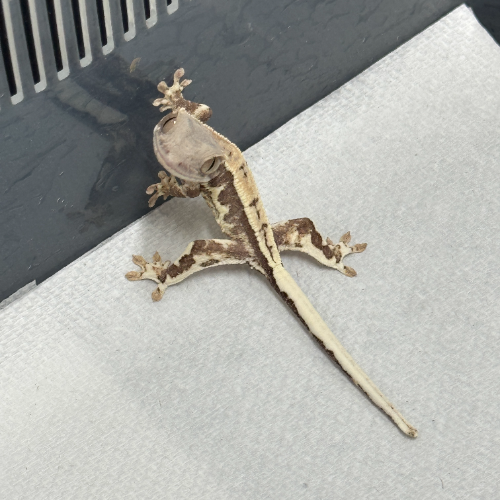 Ȯ�� �̹���