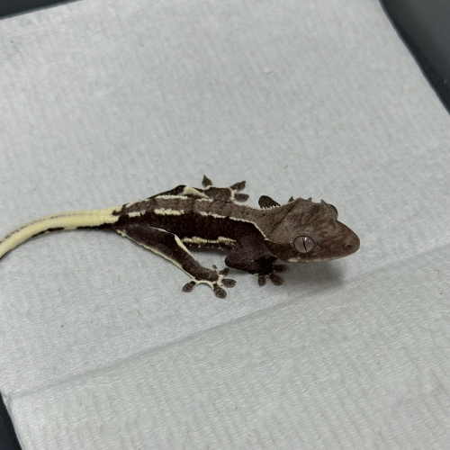 Ȯ�� �̹���